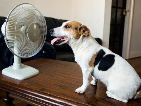 Dog