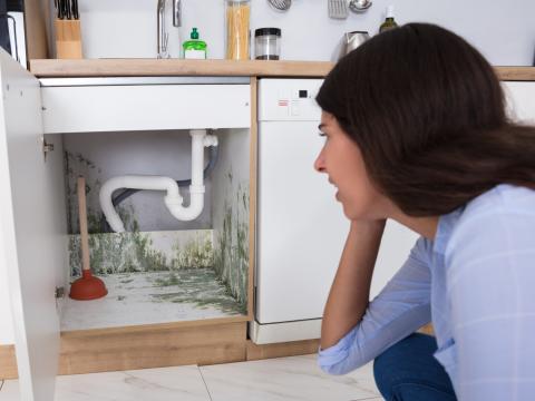 Mold