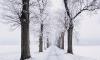 Snow covered road and trees