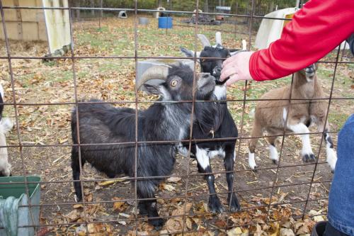 Adorable%20horned%20goat.jpg